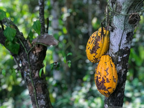 Comment planifier une visite des plantations de cacao en Côte d'Ivoire?
